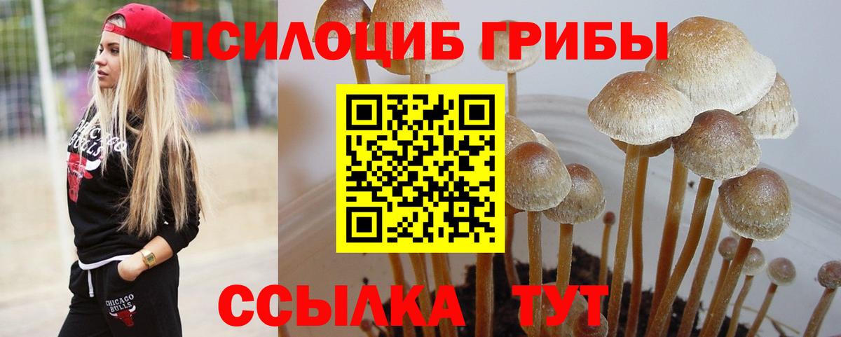 Псилоцибиновые грибы Psilocybe Апрелевка
